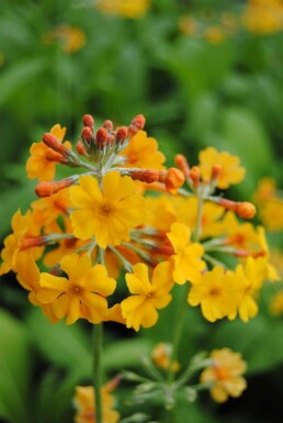 Gul kandelaberprimula Primula bulleyana 5-10 potte P9 Primula bulleyana