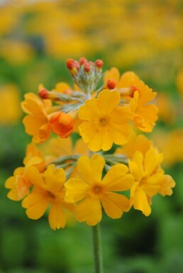 Gul kandelaberprimula Primula bulleyana 5-10 potte P9 Primula bulleyana
