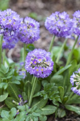 Kugleprimula Primula denticulata 5-10 potte P9 Primula denticulata
