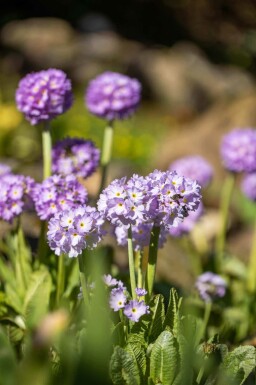 Kugleprimula Primula denticulata 5-10 potte P9 Primula denticulata