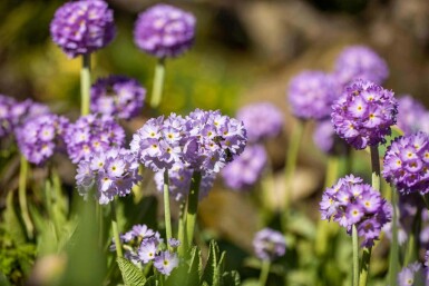 Primula denticulata