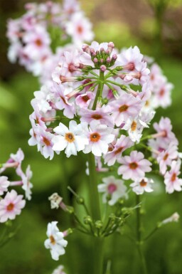 Japansk primula Primula japonica 5-10 potte P9 Primula japonica