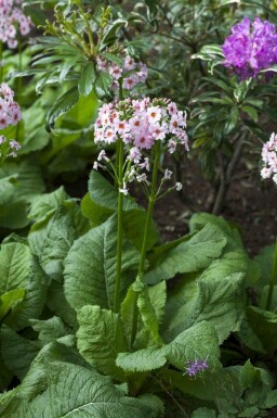 Japansk primula Primula japonica 5-10 potte P9 Primula japonica