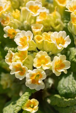 Kodriver Primula veris 5-10 potte P9 Primula veris