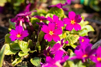 Primula pruhoniciana 'Wanda'