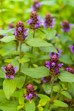 Prunella vulgaris
