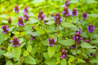 Prunella vulgaris