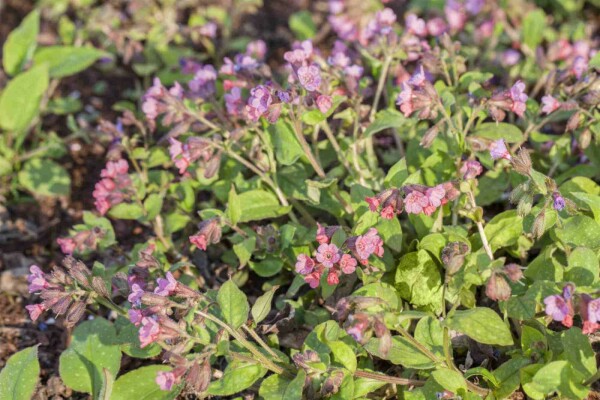 Pulmonaria officinalis