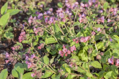 Lungeurt Pulmonaria officinalis 5-10 potte P9 Pulmonaria officinalis