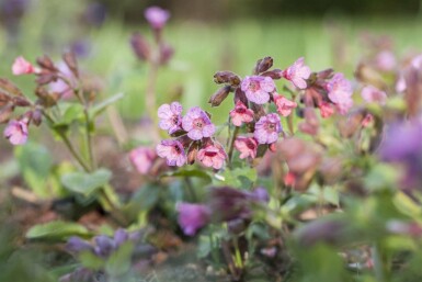 Lungeurt Pulmonaria officinalis 5-10 potte P9 Pulmonaria officinalis