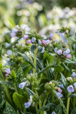 Lungeurt Pulmonaria saccharata 'Opal' 5-10 potte P9 Pulmonaria saccharata 'Opal'
