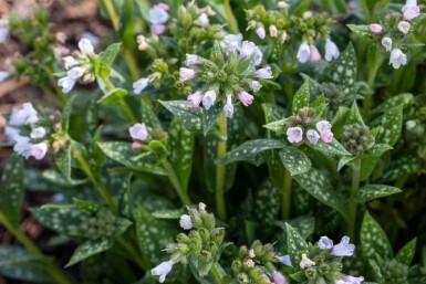 Lungeurt Pulmonaria saccharata 'Opal' 5-10 potte P9 Pulmonaria saccharata 'Opal'