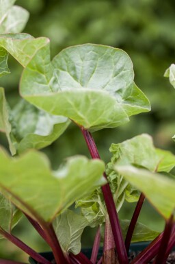 Rheum rhabarbarum