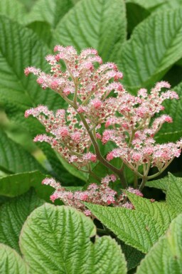 Bronzeblad Rodgersia henrici 5-10 potte P9 Rodgersia henrici