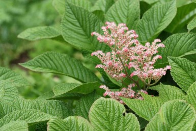 Bronzeblad Rodgersia henrici 5-10 potte P9 Rodgersia henrici