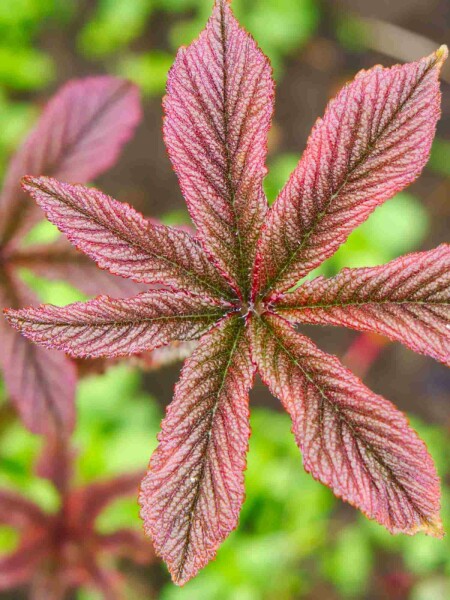 Bronzeblad Rodgersia pinnata 'Chocolate Wings' 5-10 potte P9 Rodgersia pinnata 'Chocolate Wings'