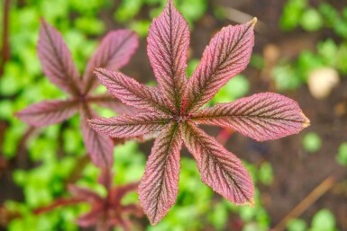 Bronzeblad Rodgersia pinnata 'Chocolate Wings' 5-10 potte P9 Rodgersia pinnata 'Chocolate Wings'
