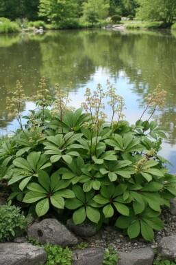Bronzeblad Rodgersia pinnata 5-10 potte P9 Rodgersia pinnata
