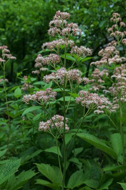 Bronzeblad Rodgersia pinnata 'Superba' 5-10 potte P9 Rodgersia pinnata 'Superba'