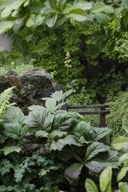 Skjoldblad Rodgersia podophylla 5-10 potte P9 Rodgersia podophylla