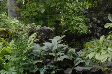 Skjoldblad Rodgersia podophylla 5-10 potte P9 Rodgersia podophylla