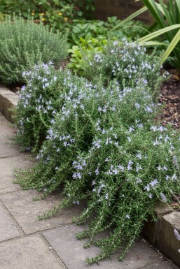 Rosmarin Rosmarinus officinalis 'Capri' 5-10 potte P9 Rosmarinus officinalis 'Capri'