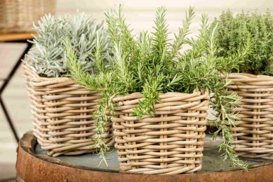 Rosmarin Rosmarinus officinalis 'Prostratus' 5-10 potte P9 Rosmarinus officinalis 'Prostratus'