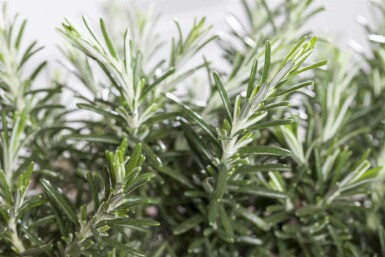 Rosmarin Rosmarinus officinalis 'Prostratus' 5-10 potte P9 Rosmarinus officinalis 'Prostratus'