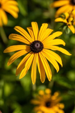 Gul solhat Rudbeckia fulgida var deamii 5-10 potte P9 Rudbeckia fulgida var deamii