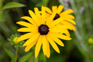 Gul solhat Rudbeckia fulgida var deamii 5-10 potte P9 Rudbeckia fulgida var deamii