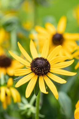 Solhat Rudbeckia fulgida 'Little Goldstar' 5-10 potte P9 Rudbeckia fulgida 'Little Goldstar'