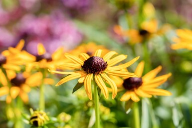 Solhat Rudbeckia fulgida 'Little Goldstar' 5-10 potte P9 Rudbeckia fulgida 'Little Goldstar'