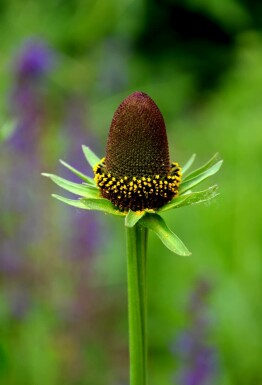 Solhat Rudbeckia occidentalis 'Green Wizard' 5-10 potte P9 Rudbeckia occidentalis 'Green Wizard'