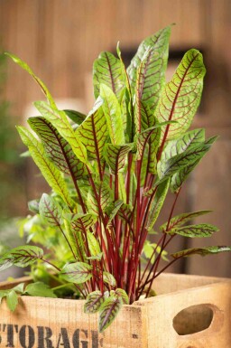 Rød syre Rumex sanguineus 5-10 potte P9 Rumex sanguineus