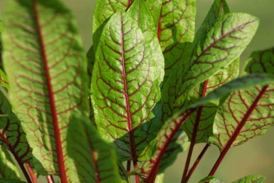 Rød syre Rumex sanguineus 5-10 potte P9 Rumex sanguineus