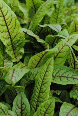 Rød syre Rumex sanguineus 5-10 potte P9 Rumex sanguineus