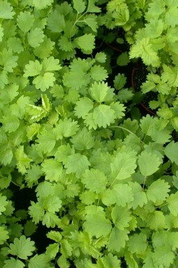 Pimpernel Sanguisorba minor 5-10 potte P9 Sanguisorba minor