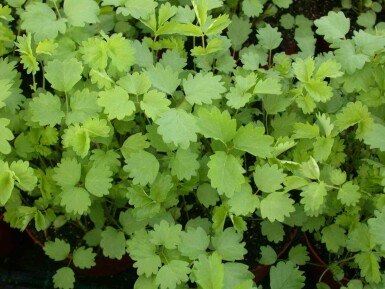 Pimpernel Sanguisorba minor 5-10 potte P9 Sanguisorba minor