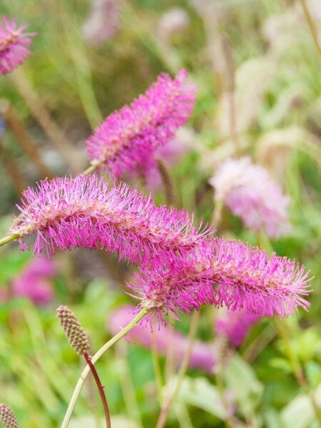 Kinesisk pimpernel Sanguisorba obtusa 5-10 potte P9 Sanguisorba obtusa