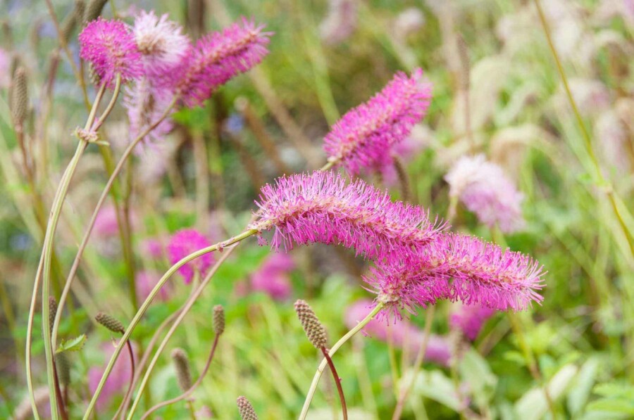 Kinesisk pimpernel Sanguisorba obtusa 5-10 potte P9 Sanguisorba obtusa