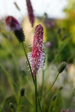 Rød blodurt Sanguisorba officinalis 'Pink Tanna' 5-10 potte P9 Sanguisorba officinalis 'Pink Tanna'