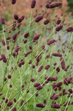 Blodtopp Sanguisorba officinalis 'Red Thunder' 5-10 potte P9 Sanguisorba officinalis 'Red Thunder'