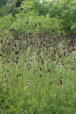 Blodtopp Sanguisorba officinalis 'Red Thunder' 5-10 potte P9 Sanguisorba officinalis 'Red Thunder'