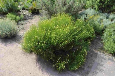 Cypressurt Santolina rosmarinifolia 5-10 potte P9 Santolina rosmarinifolia