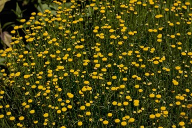 Cypressurt Santolina rosmarinifolia 5-10 potte P9 Santolina rosmarinifolia