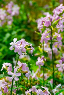 Sæbeurt Saponaria officinalis 5-10 potte P9 Saponaria officinalis