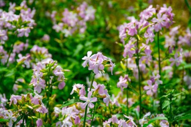 Sæbeurt Saponaria officinalis 5-10 potte P9 Saponaria officinalis