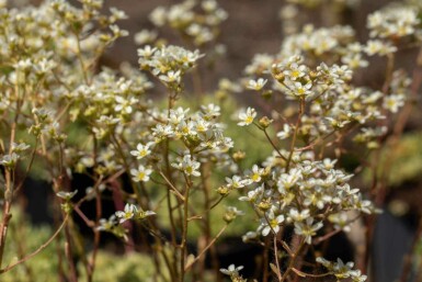 Hvid stenbræk Saxifraga paniculata 5-10 potte P9 Saxifraga paniculata