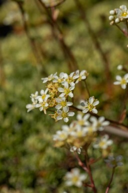 Saxifraga paniculata