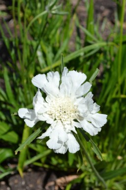 Scabiosa caucasica 'Alba'